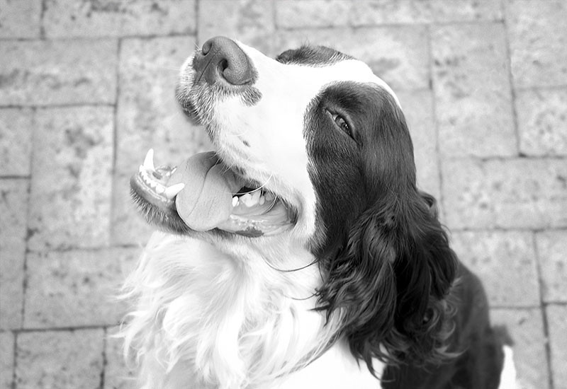 Alamo Veterinarian Patient Photo