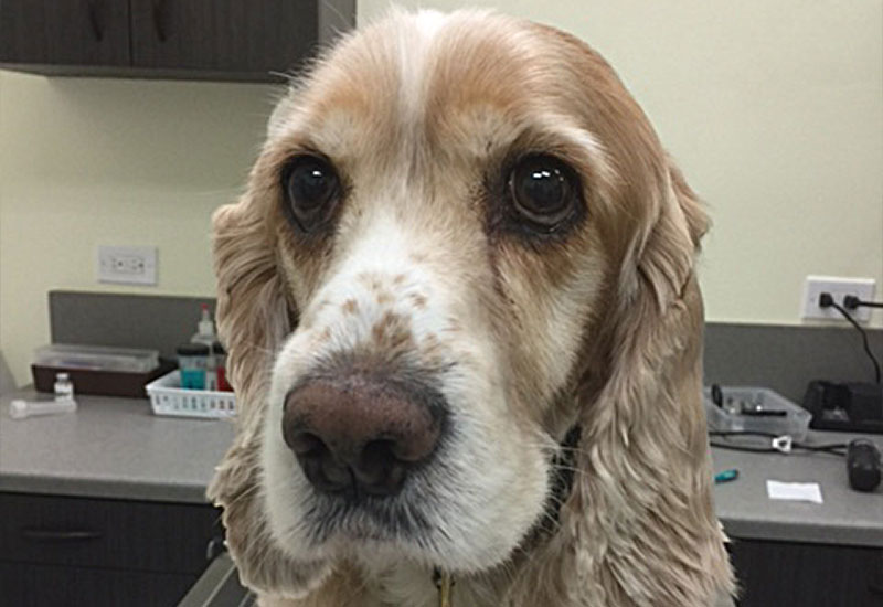 Veterinarian Walnut Creek, CA Patient Photo