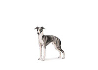 Italian Greyhound