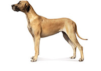 Great Dane