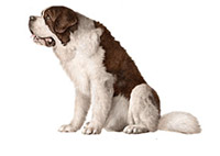 St Bernard