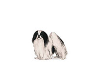 Japanese Chin