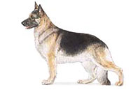 German Shepherd