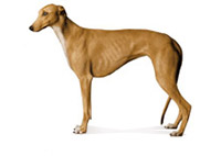 Greyhound