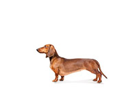 Dachshund