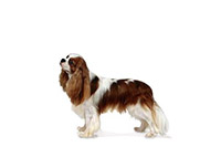 King Charles Spaniel