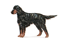 Gordon Setter