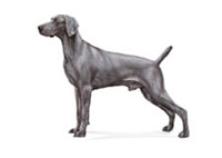 Weimaraner