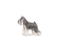 Miniature Schnauzer