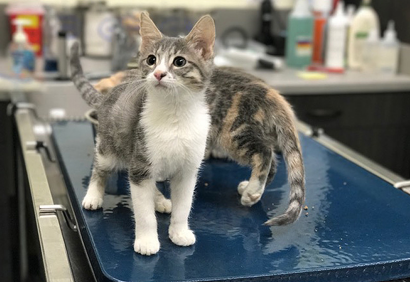 Veterinarian Alamo, CA Patient Photo