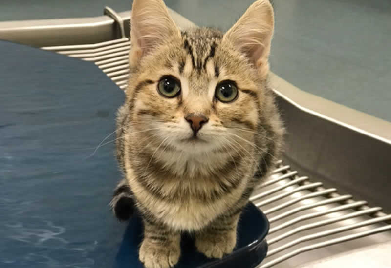 Alamo Veterinarian Patient Photo