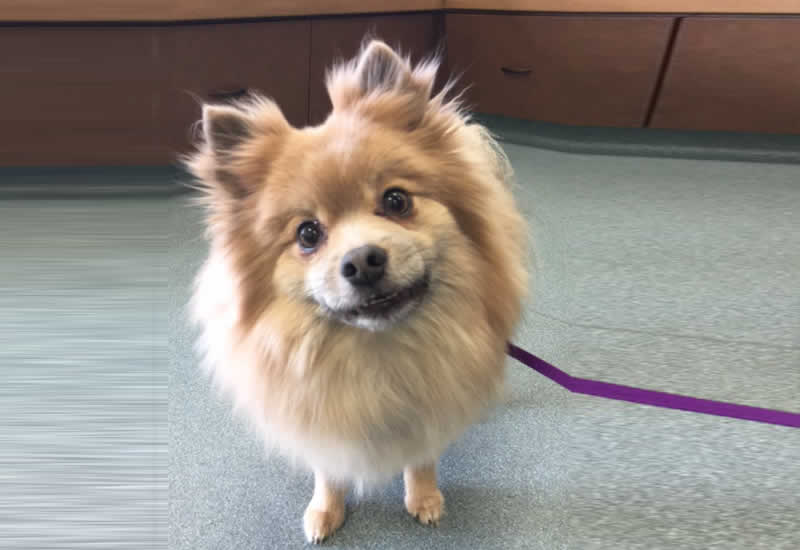 Walnut Creek Veterinarian Patient Photo