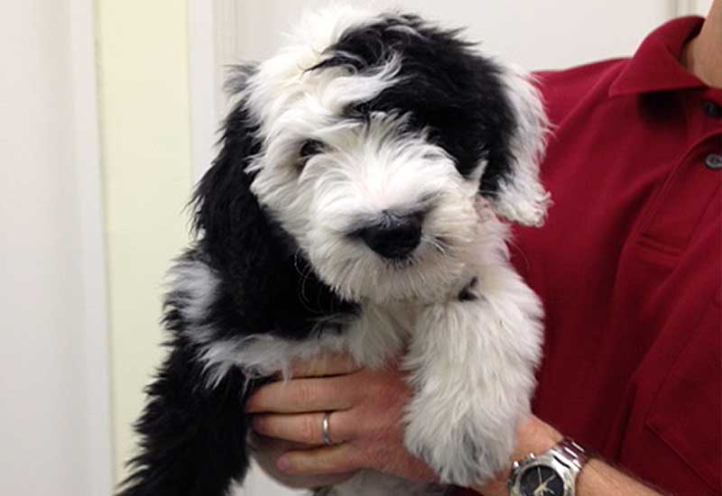 Veterinary Clinic Patient Photo