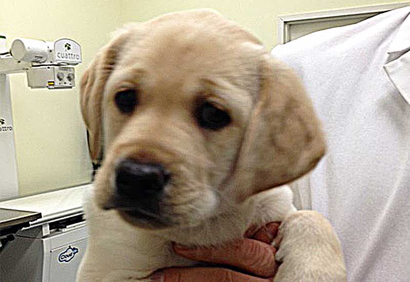 Veterinarian Patient Photo