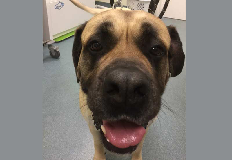 Danville Veterinarian Patient Photo