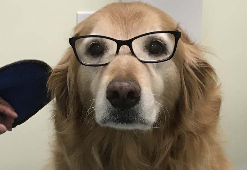 Dog Patient Photo