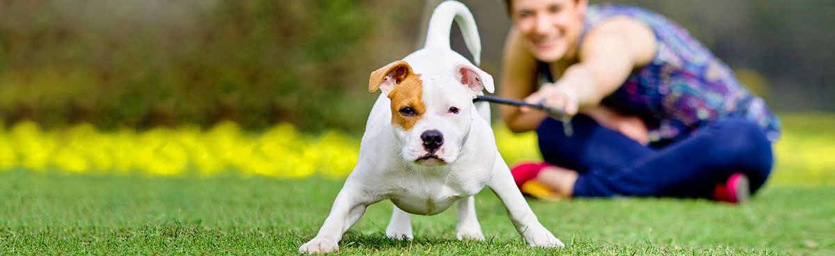 Alamo animal best sale clinic